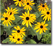 Black Eyed Susan