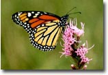 Monarch Butterfly